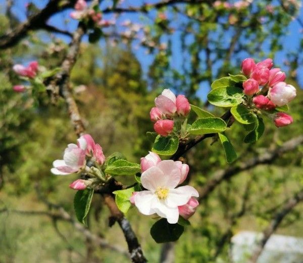 Image showing apple trees in blossom in spring.