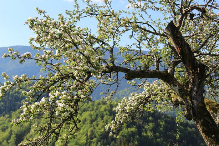Image showing apple trees in blossom in spring.