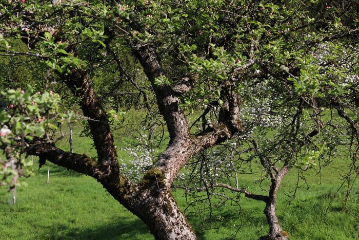 Image showing apple trees in blossom in spring.