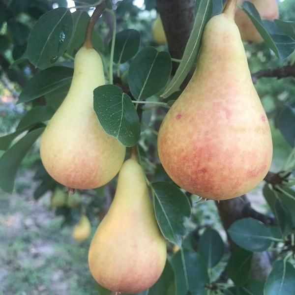 Bella di Giugno (Junijska lepotica)