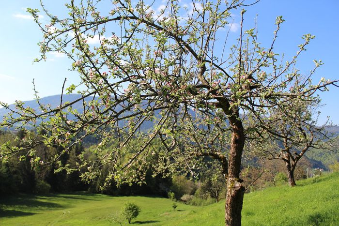 Image showing apple trees in blossom in spring.