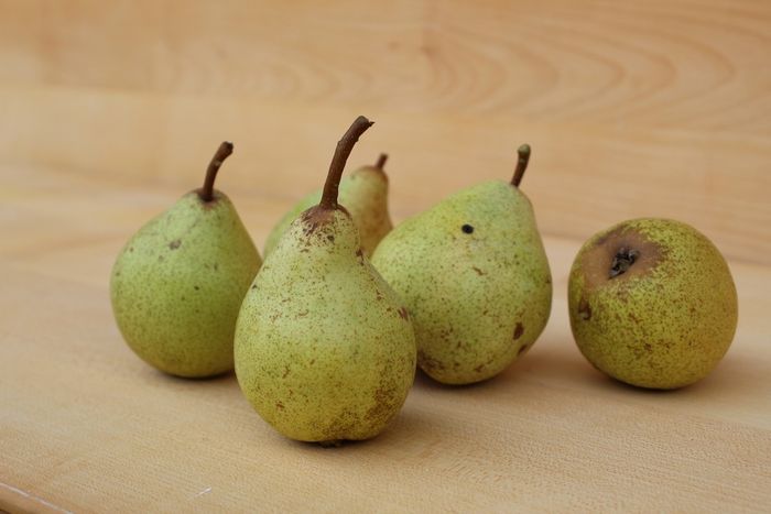 Poire de Curé (Pastorjevka)